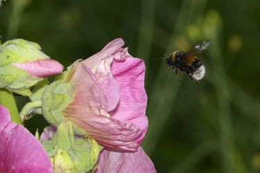 Hummel