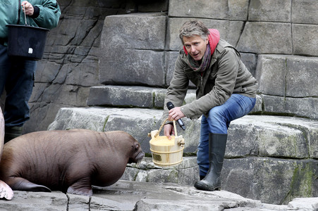 Jörg Pilawa tauft Walross in Hamburg