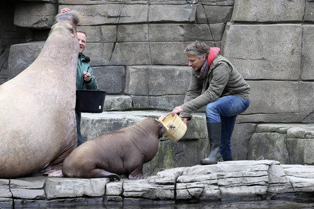 Jörg Pilawa tauft Walross in Hamburg