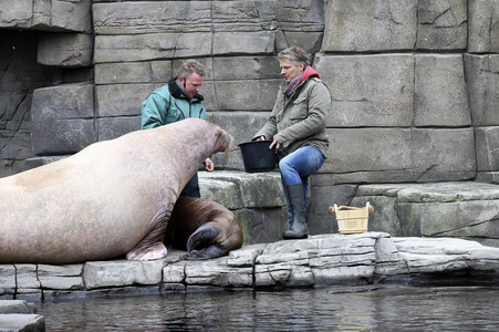 Jörg Pilawa tauft Walross in Hamburg
