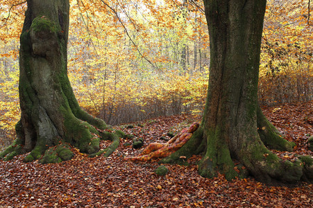 NATURE ART: Laubwald / Deciduous Forest Bodypainting