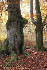 NATURE ART: Laubwald / Deciduous Forest Bodypainting