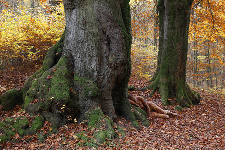 NATURE ART: Laubwald / Deciduous Forest Bodypainting