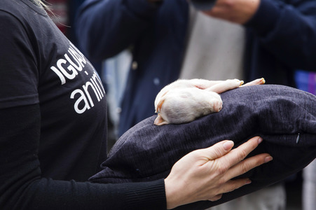 Day of Animal Rights in Madrid
