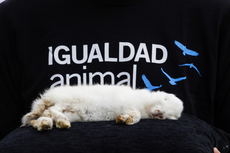 Day of Animal Rights in Madrid