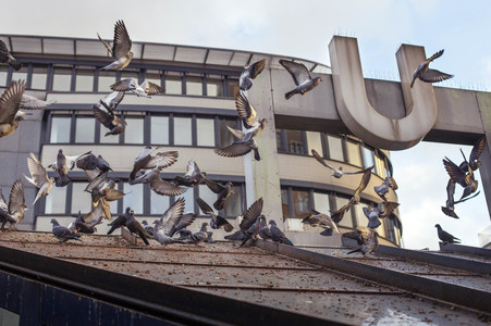 Taubenplage in Köln