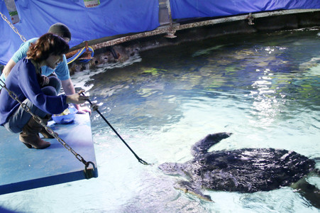 Eröffnung der Sonderausstellung 'Abenteuer Schildkröte' im Sealife Timmendorfer Strand