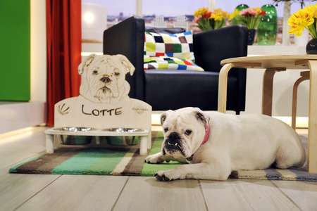 Photoshooting mit Studiohund Lotte in Berlin