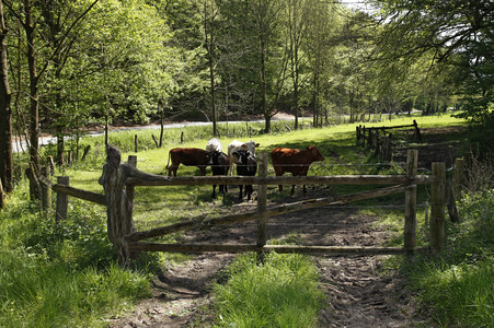 DOOR ART: Weidetor / Pasture Gate Bodypainting
