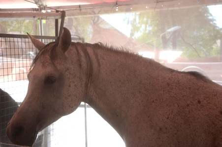 Im Horseairium in Gilten