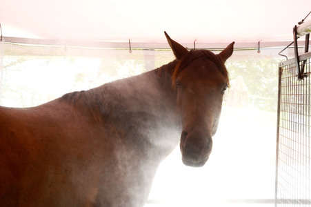 Im Horseairium in Gilten