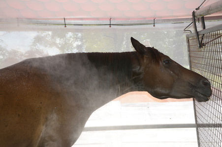 Im Horseairium in Gilten