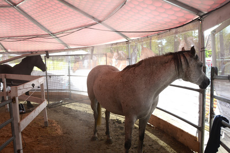 Im Horseairium in Gilten