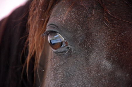 Im Horseairium in Gilten