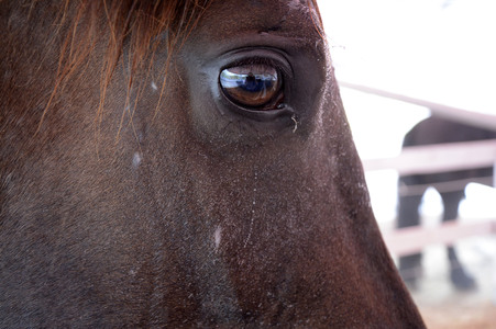 Im Horseairium in Gilten