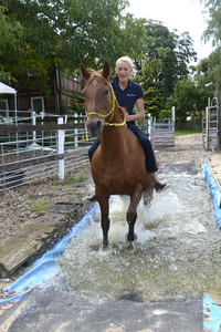 Im Horseairium in Gilten