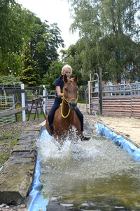 Im Horseairium in Gilten