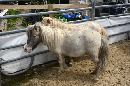 Im Horseairium in Gilten