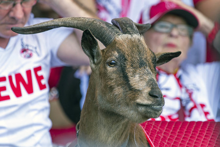 1. FC Köln Fußballsaison-Eröffnung in Köln