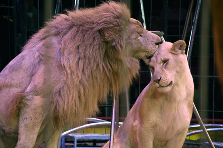 Circus Krone Premiere in München