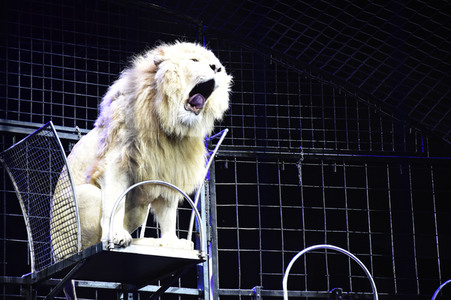 Circus Krone Premiere in München