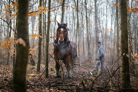 Rückepferde bei der Arbeit in Erftstadt