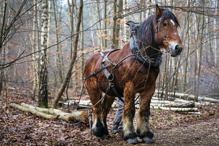 Rückepferde bei der Arbeit in Erftstadt