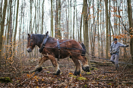 Rückepferde bei der Arbeit in Erftstadt