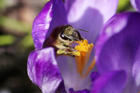 Biene im Frühling in Berlin