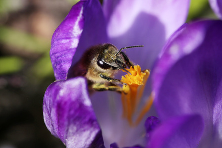 Biene im Frühling in Berlin