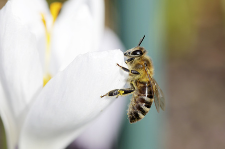 Biene im Frühling in Berlin