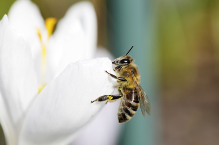 Biene im Frühling in Berlin