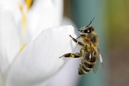 Biene im Frühling in Berlin