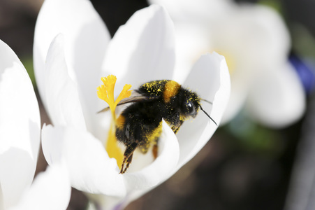 Hummel im Frühling in Berlin