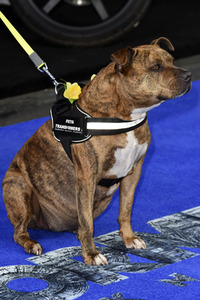 Filmpremiere 'Transformers: The Last Knight' in London