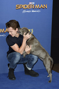Photocall zu 'Spider-Man: Homecoming' in London
