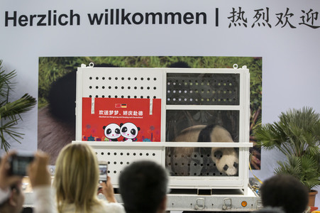 Ankunft der Pandabären Meng Meng und Jiao Qing in Berlin