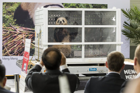 Ankunft der Pandabären Meng Meng und Jiao Qing in Berlin
