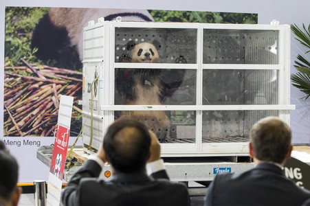 Ankunft der Pandabären Meng Meng und Jiao Qing in Berlin