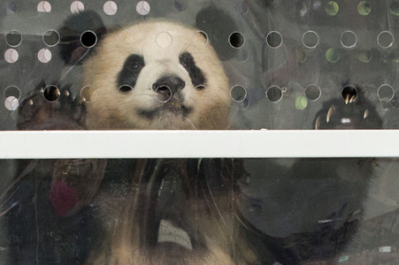 Ankunft der Pandabären Meng Meng und Jiao Qing in Berlin