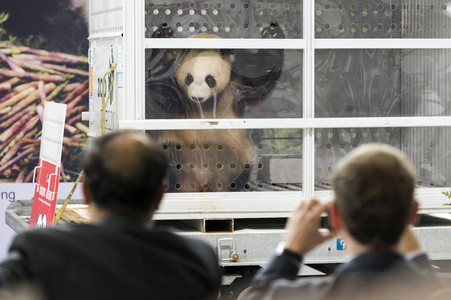 Ankunft der Pandabären Meng Meng und Jiao Qing in Berlin