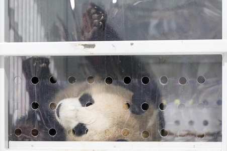 Ankunft der Pandabären Meng Meng und Jiao Qing in Berlin