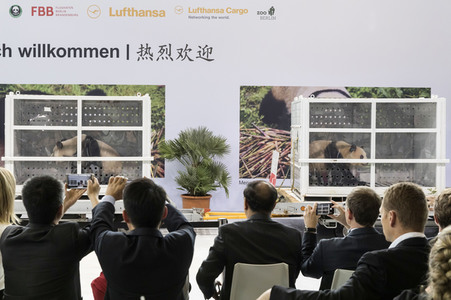Ankunft der Pandabären Meng Meng und Jiao Qing in Berlin
