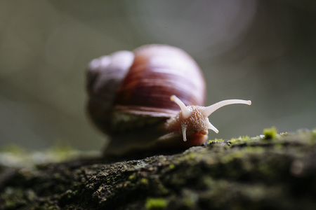 Symbolfoto Langsamkeit
