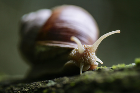 Symbolfoto Langsamkeit