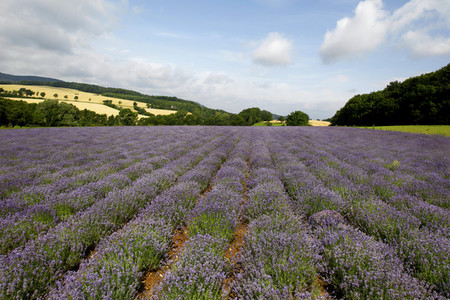 NATURE ART: Lavendel / Lavender Bodypainting