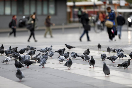 Symbolfoto Stadttauben