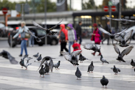 Symbolfoto Stadttauben