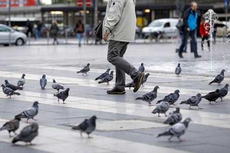 Symbolfoto Stadttauben