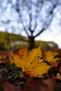 Symbolfoto Herbst